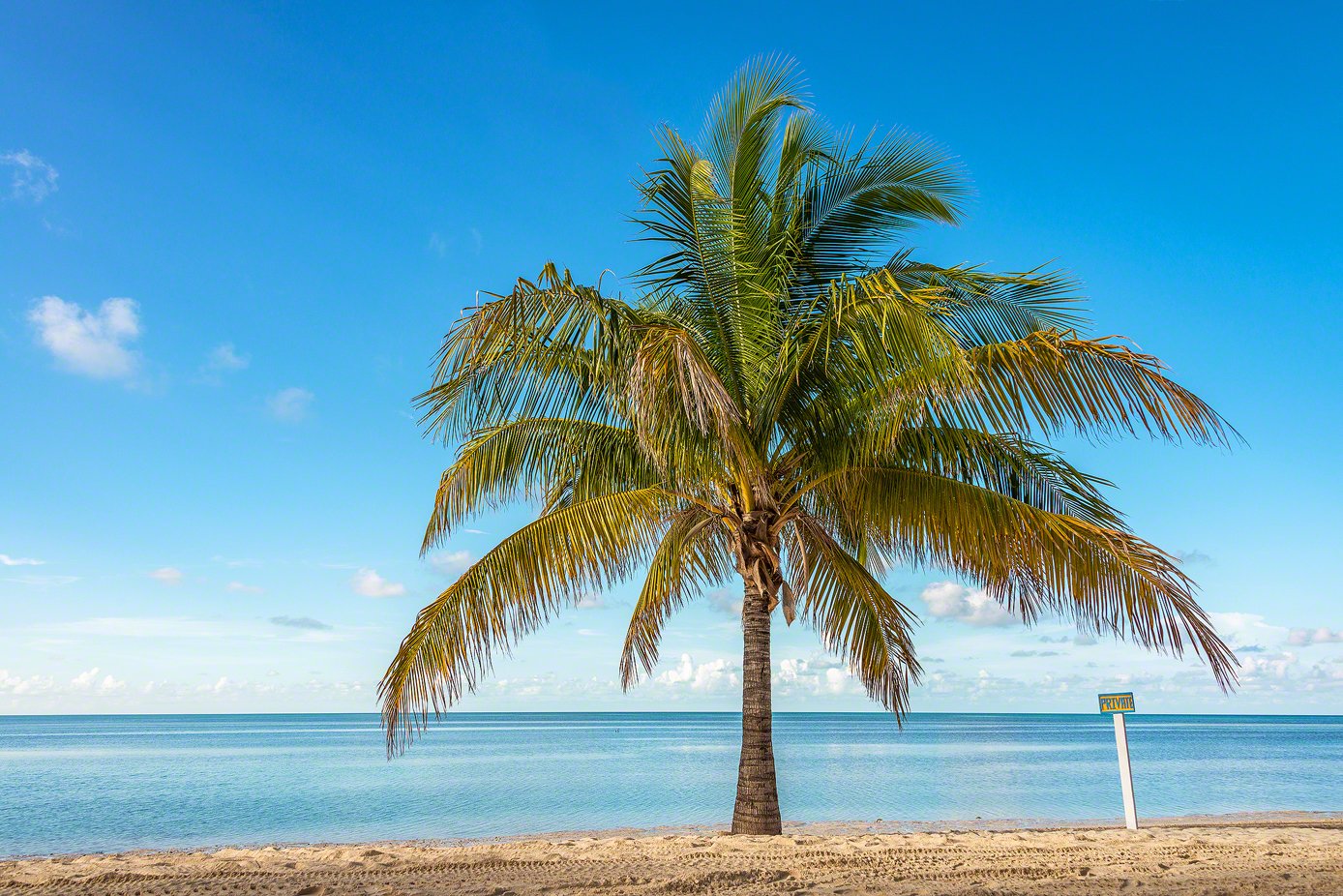 A Photo of a coconut Palm Tree on the beach in the Bahamas