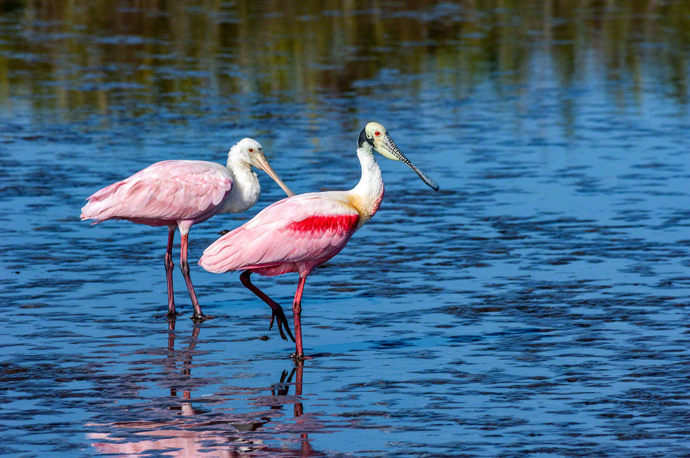 A photo of a pair of roseate spoonbills