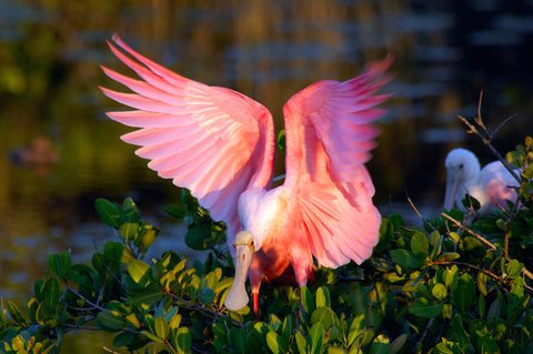 A photo of a roseate spoonbill flapping it's wings