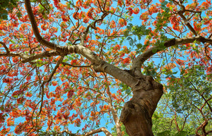 A photo of a Royal Poinciana Tree in full bloom