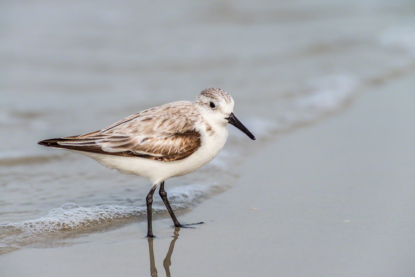 A photo of a sanderling sandpiper on the beach