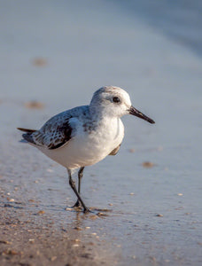 A photo of a sandpiper on the beach