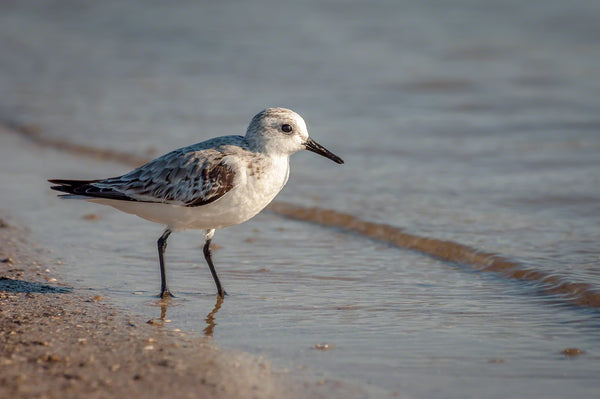 A photo of a sanderling on the beach