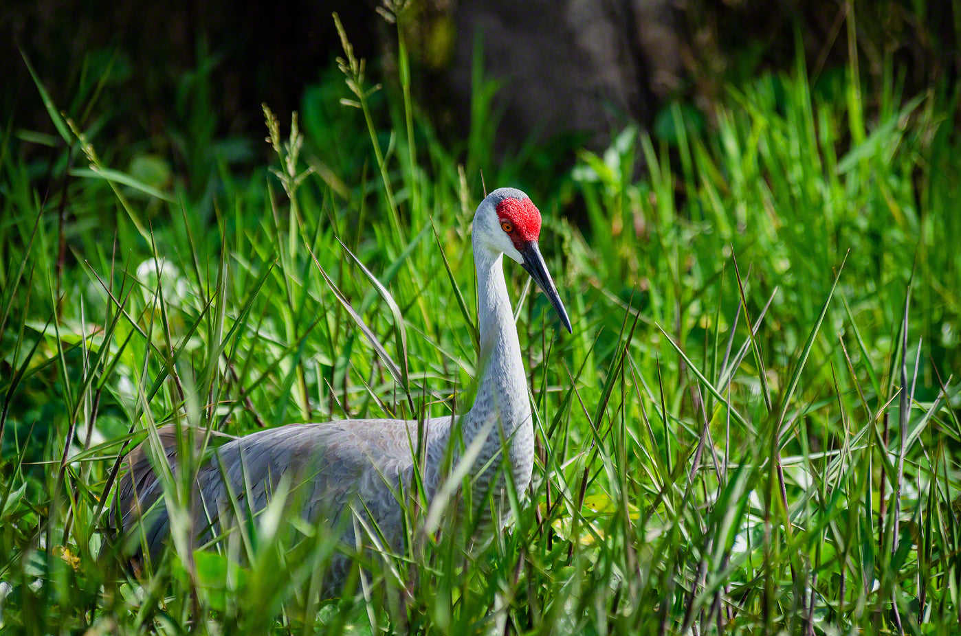 A photograph of a Sandhill Crane in the marsh