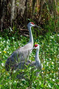 A photo of Sandhill Cranes in the marsh