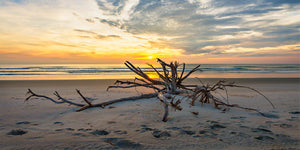 A photo of a large piece of driftwood at sunrise in New Smyrna Beach, Florida