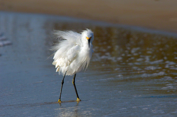 A photo of a snowy egret with fluffy feathers on the beach