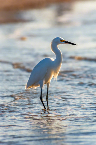 a photo of a snowy egret on the beach at sunset