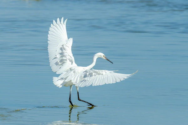 A photo of a snowy egret with wings open over a tidal pool
