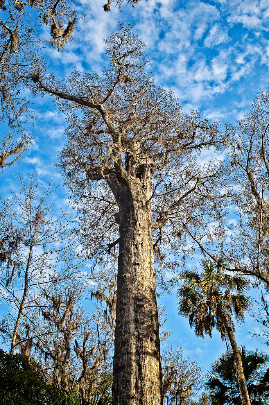 artemis cypress tree
