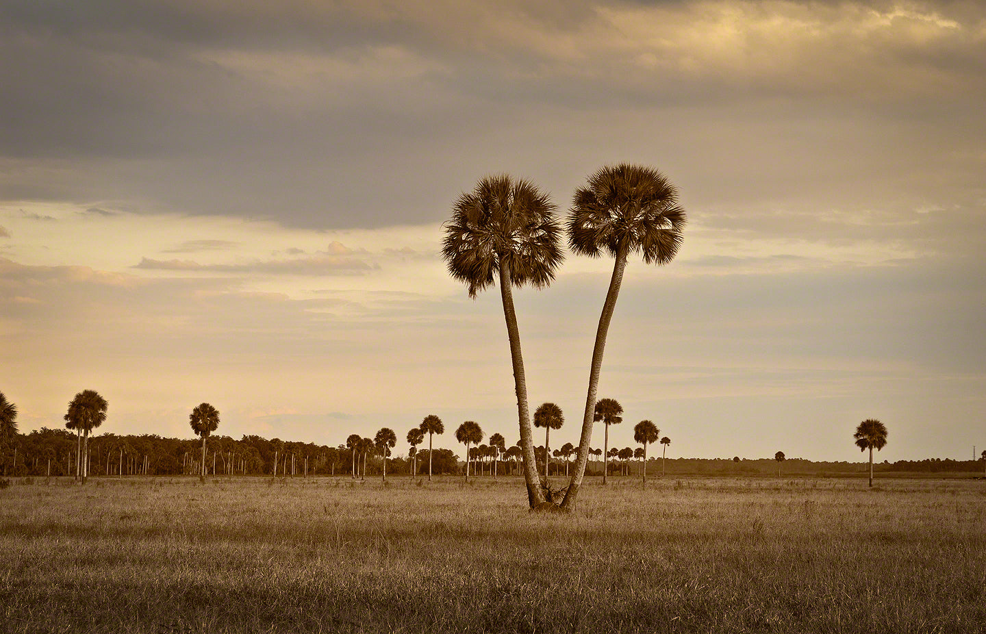 A landscape photograph by Mike Ring of two cabbage palm trees