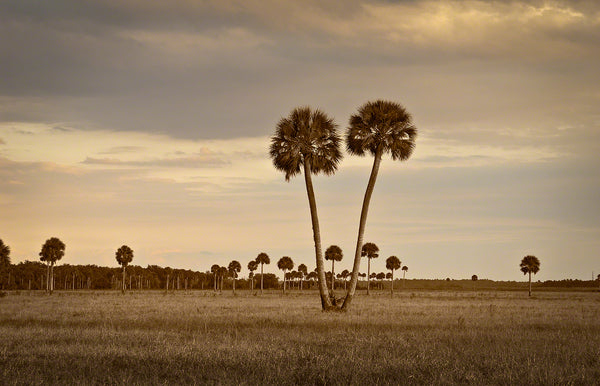 A photo of two Cabbage Palm Trees