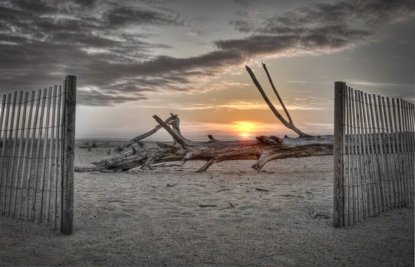 A photo of driftwood at sunrise on Tybee Island, Georgia
