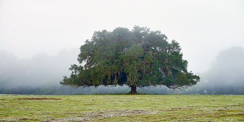 A photo of a live oak tree in the fog