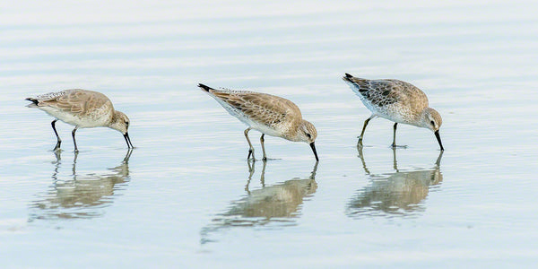  A photograph by Mike Ring of a group of White Rumped Sandpipers on New Smyrna Beach