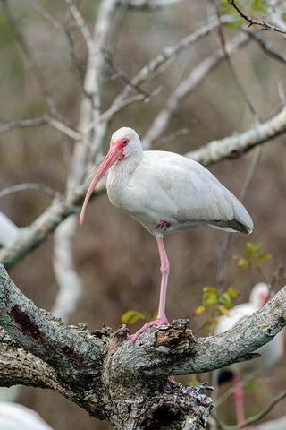 A photo of a roosting American White Ibis