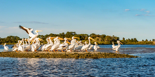 a photo of a group of white pelicans on an oyster bar