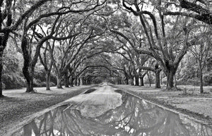 A photo of a tunnel of Oak trees at Wormsloe Plantation