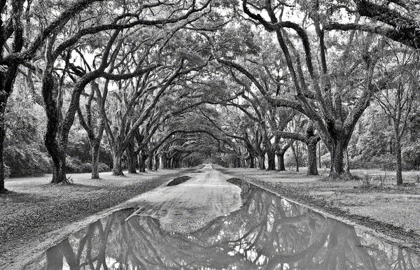 A photo of a tunnel of Oak trees at Wormsloe Plantation