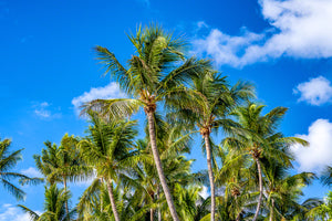 Coconut Tree Convention
